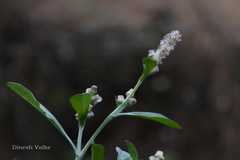 Gnaphalium pensylvanicum